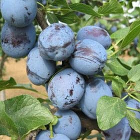 Čačanska ljepotica